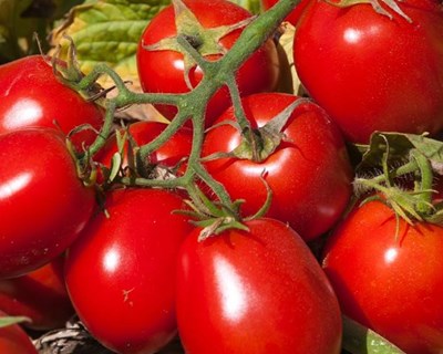 Transformação de tomate: conheça as regras dos contratos para 2017