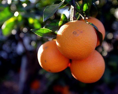 Transição de atribuições da segurança alimentar e da sanidade vegetal das DRAP do Norte, Alentejo e Algarve para a DGAV