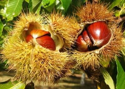 Trás-os-Montes: alterações climáticas afetam produção de castanheiro