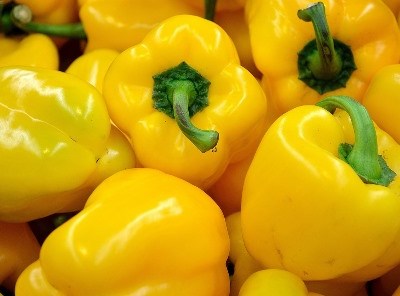 Trás-os-Montes é a região com mais produtores de agricultura biológica