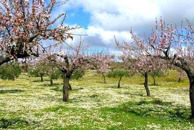 Trás-os-Montes: produção de amêndoa com grandes perdas