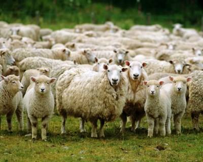 Trás-os-Montes: produtores de gado preocupados com falta de comida para os animais
