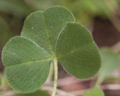 Trevo-subterrâneo (Trifolium subterraneum L. | Família: Fabaceae) (Parte I / III)