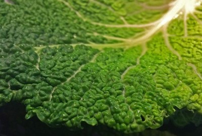 UE: descubra as diferenças do setor de frutas e hortícolas do sul e norte