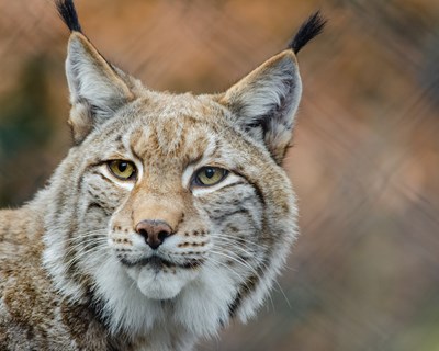 UE precisa de uma nova estratégia para conservar a biodiversidade