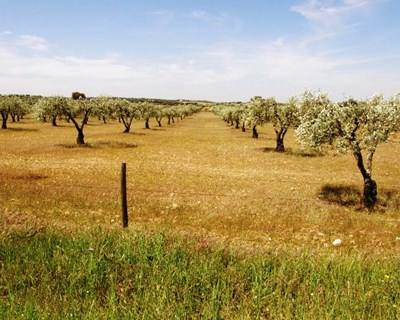 UE preocupada com bactéria que ataca oliveiras