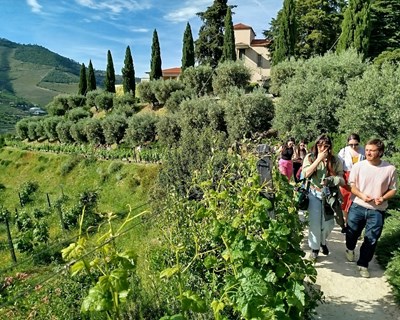 UMinho leva estudantes europeus a investigar as vinhas do Douro
