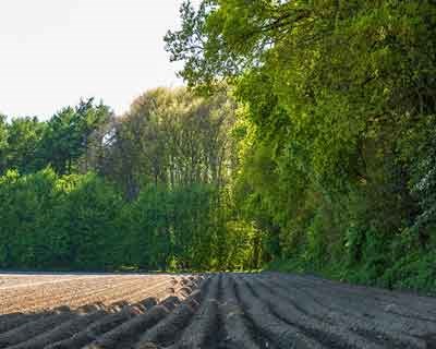 UNAC e Hagel reforçam importância do seguro florestal para proteger o investimento e a sustentabilidade da floresta mediterrânica
