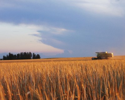 União Europeia poderá tornar-se importadora líquida de cereais até 2030