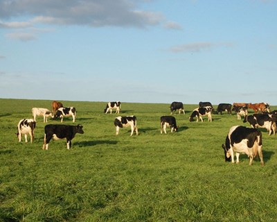 Açores estuda pastagens para perceber onde se produz leite com mais iodo