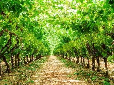 UTAD ajuda-o a criar um negócio agrícola de sucesso