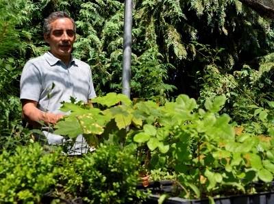 UTAD aposta no estudo das sementes para salvar a floresta