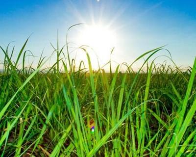 UTAD recebe Jornadas de Engenharia Agronómica