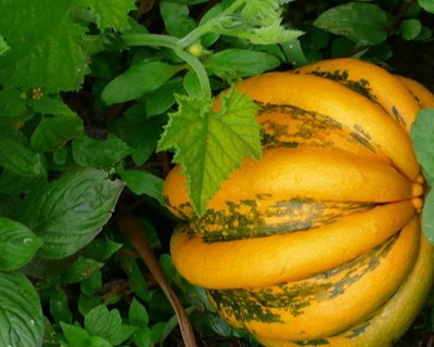 V Encontro Agroecológico em Coimbra