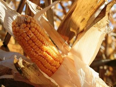 Vagos lança parceria na área agrícola