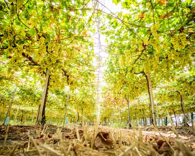 Vale da Rosa relança a sua atividade após a aprovação do plano de recuperação, com o apoio da Iberian Premium Fruits e da SanLucar