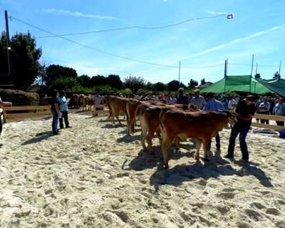 Válega recebe II Feira Agrícola e da Raça Marinhoa