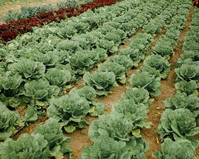 Valor da produção de frutas e produtos hortícolas atingiu perto de 5 mil milhões de euros em 2025
