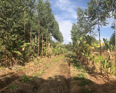 Vantagens dos sistemas agrícolas e florestais mistos