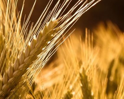 Variedade de trigo geneticamente modificado falha objetivos