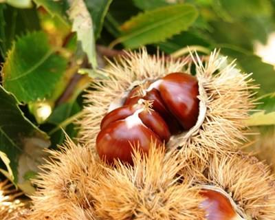 Vespa do Castanheiro detetada pela primeira vez em Trás-os-Montes