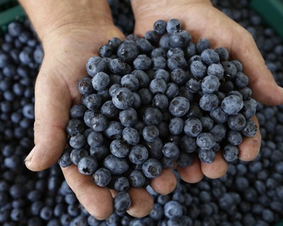 VI Colóquio Nacional de Pequenos Frutos realiza-se em Odemira