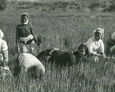Vídeo comemorativo evoca 100 anos do Ministério da Agricultura