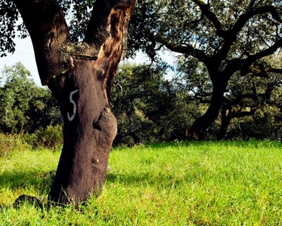 Vidigueira: abertas inscrições para projeto “Floresta Viva”