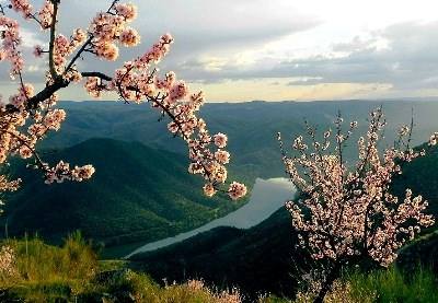 Vila Nova de Foz Côa volta a ser a Capital da Amendoeira em Flor