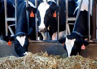 Vila Real recebe I Encontro de Nutrição de Bovinos