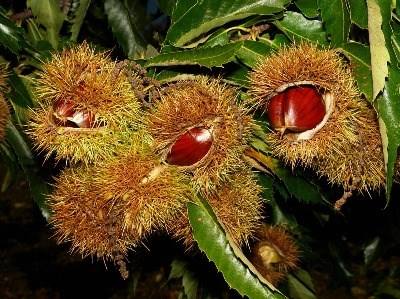 Vinhais espera um ano razoável de castanha apesar da seca