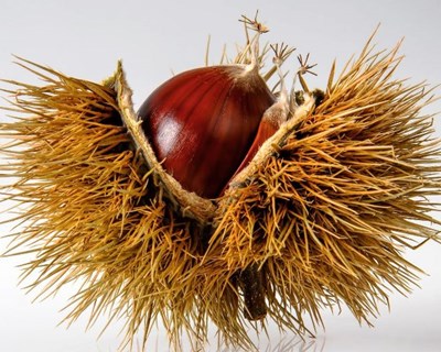 Vinhais recebe Rural Castanea