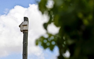 Vinhas: ninhos de morcego utilizados para combater pragas