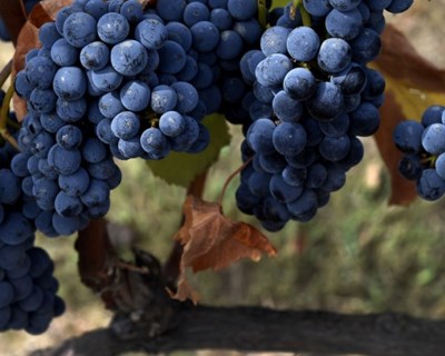 Vinho certificado dos Açores aumentou para 250 mil litros numa década