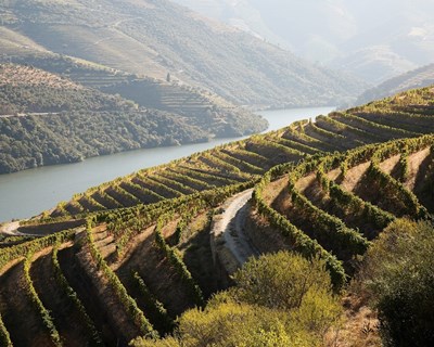 Vinho do Porto será «a primeira resposta do Douro às mudanças climáticas»