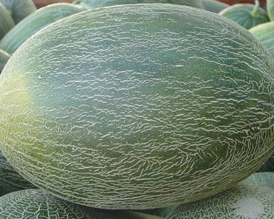 Vinho e melão em destaque na Feira Agrícola de Alpiarça