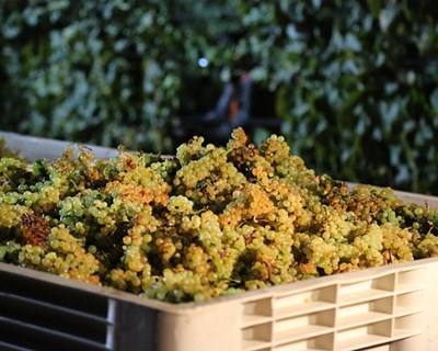 Vinhos: ADVID apresenta plataforma sobre a produção na Régua