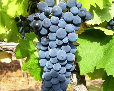 Vinhos alentejanos mostram-se à América Latina