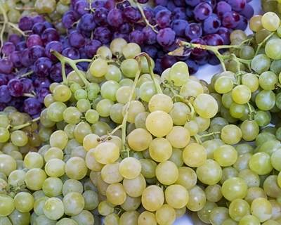 Vinhos da Beira Interior promovem-se no Brasil