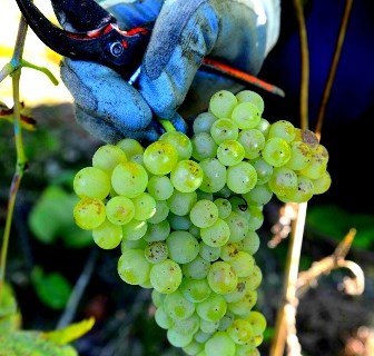Vinhos do Alentejo promovem-se em Angola