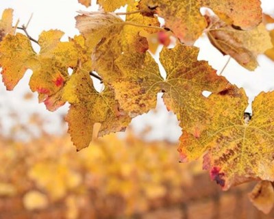 Vinhos do Algarve: «80% da produção é consumida na região»