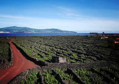 Vinhos do Pico distinguidos internacionalmente
