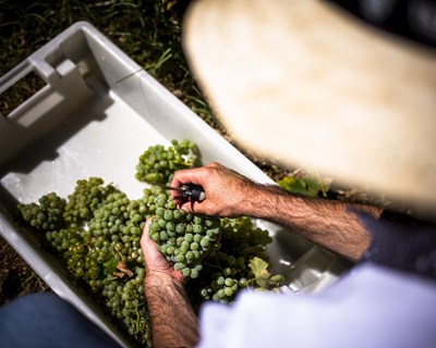 Vinhos do Tejo asseguram quantidade de uvas e qualidade dos vinhos na colheita de 2020