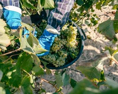 Vinhos do Tejo estimam 10% de crescimento na vindima