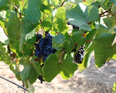 Vinhos do Tejo somam prémios em concurso internacional