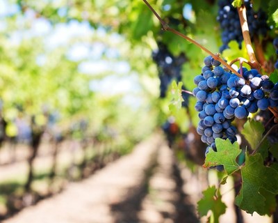 Vinhos: «país fez um trabalho notável no setor nos últimos 30 anos»