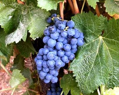 Vinhos portugueses à conquista do Canadá