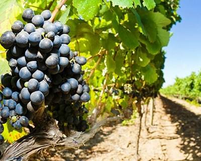 Vinhos portugueses à prova em Luanda