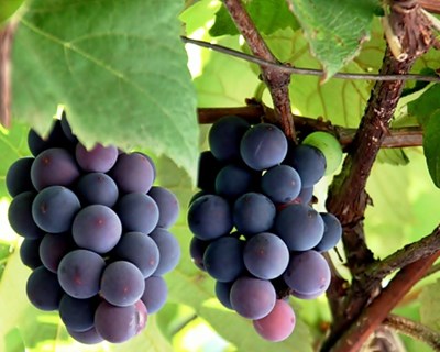 Vinhos portugueses conquistam 95 medalhas no Reino Unido