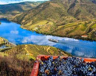 Vinhos portugueses premiados em Itália